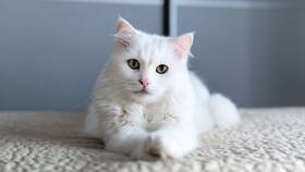 Зачем коту паспорт в АСНА